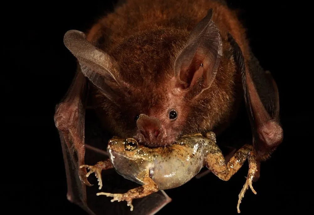 tungara frog 3.jpg