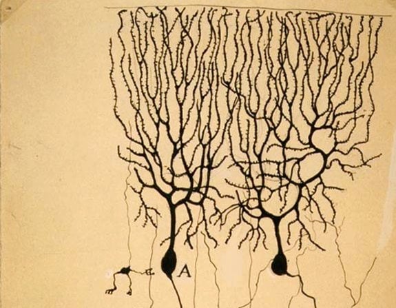 Drawing of Purkinje cells