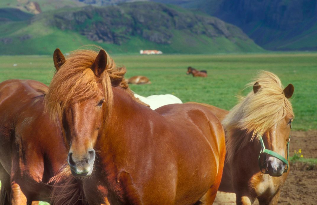 Icelandic horses