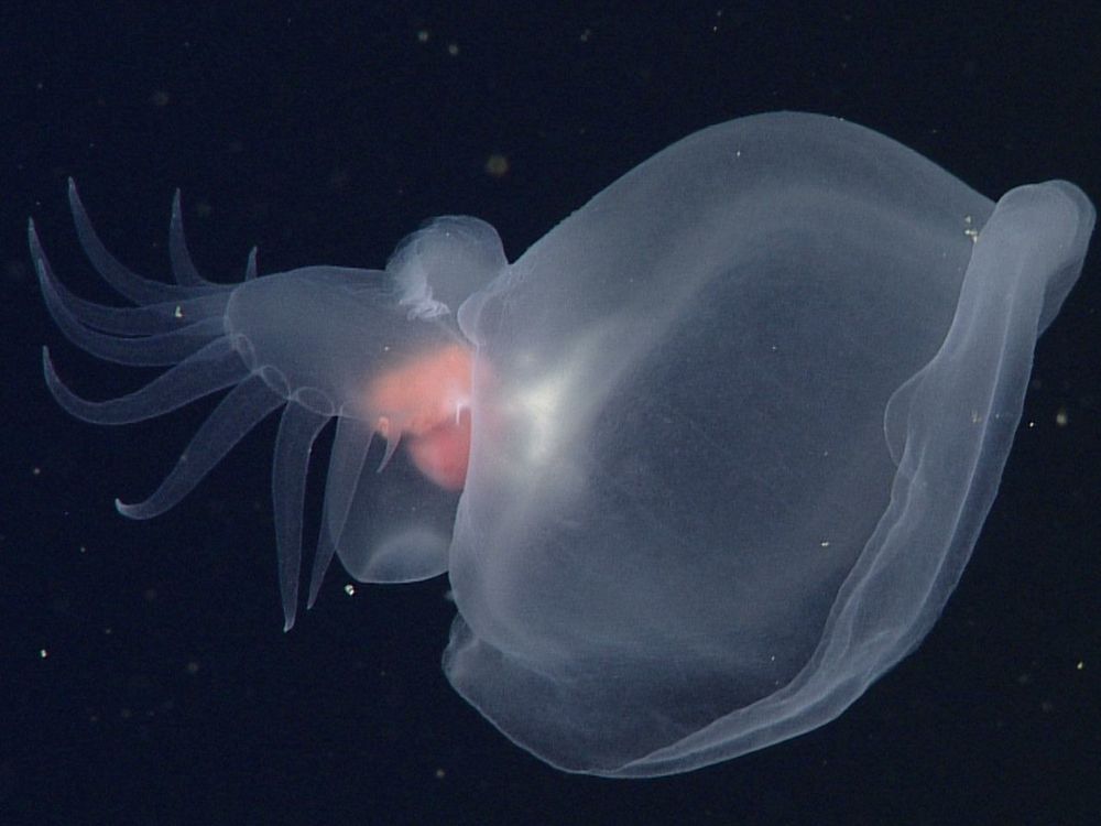 Floating transparent creature against a black backdrop