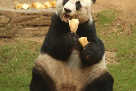 Jia Jia