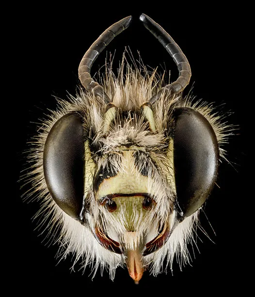 Anthophora plumipes, Maryland