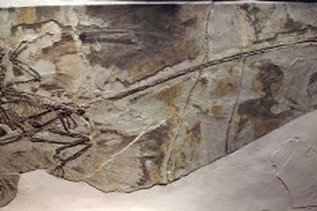 20110520083206800px-MicroraptorGui-PaleozoologicalMuseumOfChina-May23-08-300x156.jpg