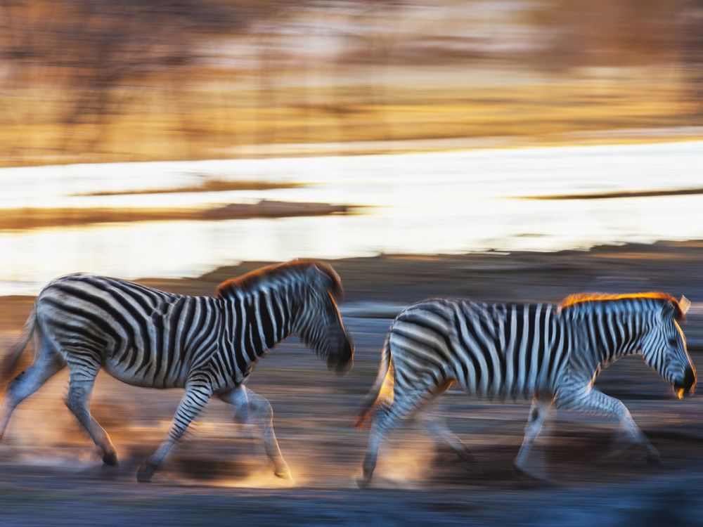 Zebras Make the Longest Migratory Journey of Any of Africa's Land Animals |  Smart News| Smithsonian Magazine