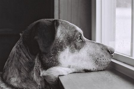 Does he really miss you, or is that a tasty looking squirrel out there?