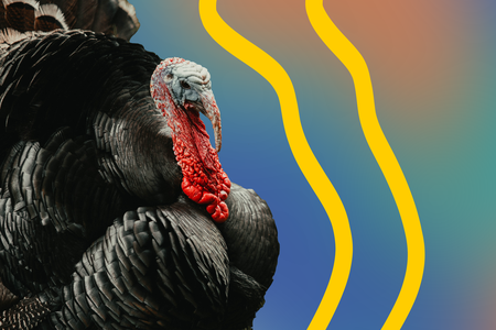 turkey.png