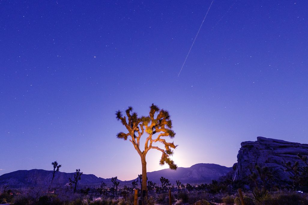 single tree backlit by the moon under a blue-purple sky with one bright streak