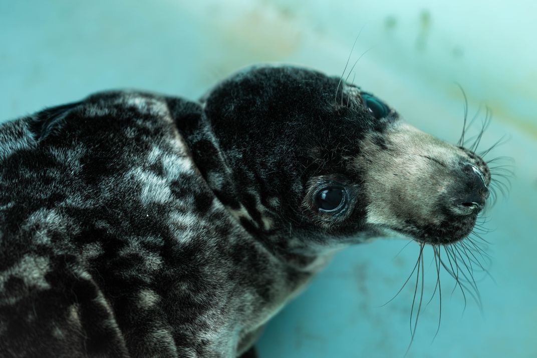 Baby seal in a pool