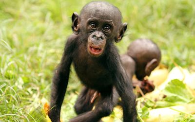Baby bonobos share papayas