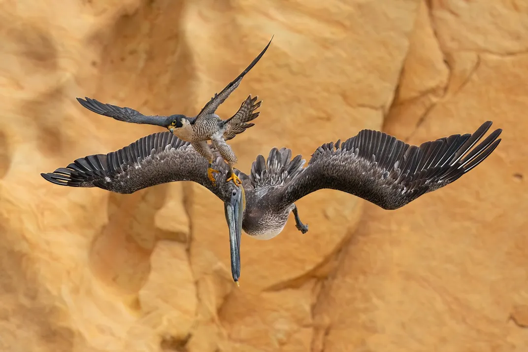 a peregrine falcon's talons grip the head of a brown pelican in flight, against a sand-colored backdrop