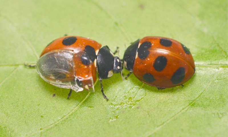 Ladybug Wings