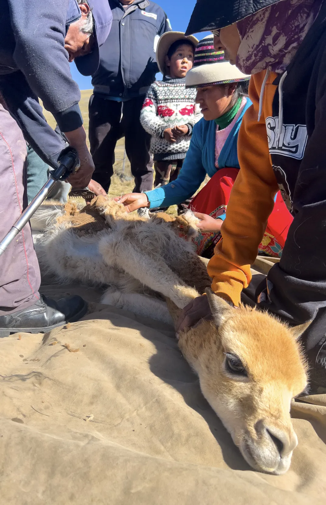 shearing vicuñas