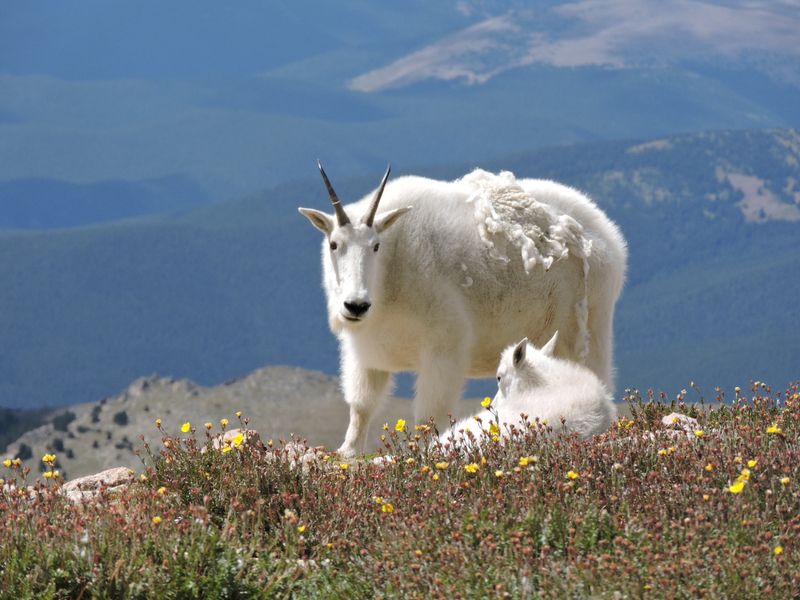 Mountain Goats on Mt Evans | Smithsonian Photo Contest | Smithsonian ...