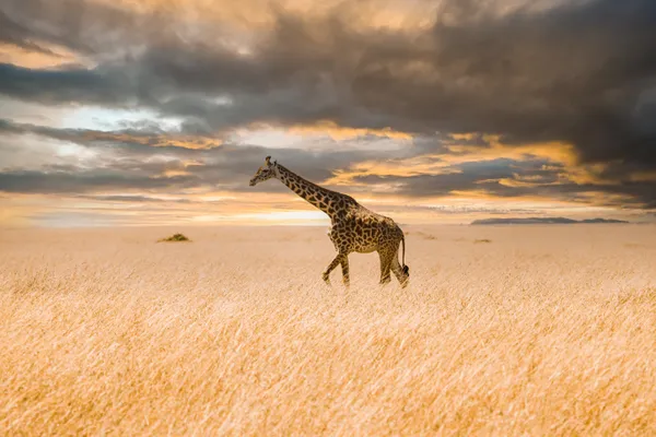 Journey Under Golden Skies thumbnail