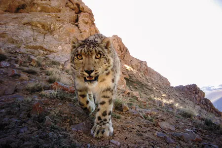 High in the mountains of Kyrgyzstan, scientists and hunters are unlikely allies in an effort to protect the endangered snow leopard before it vanishes.