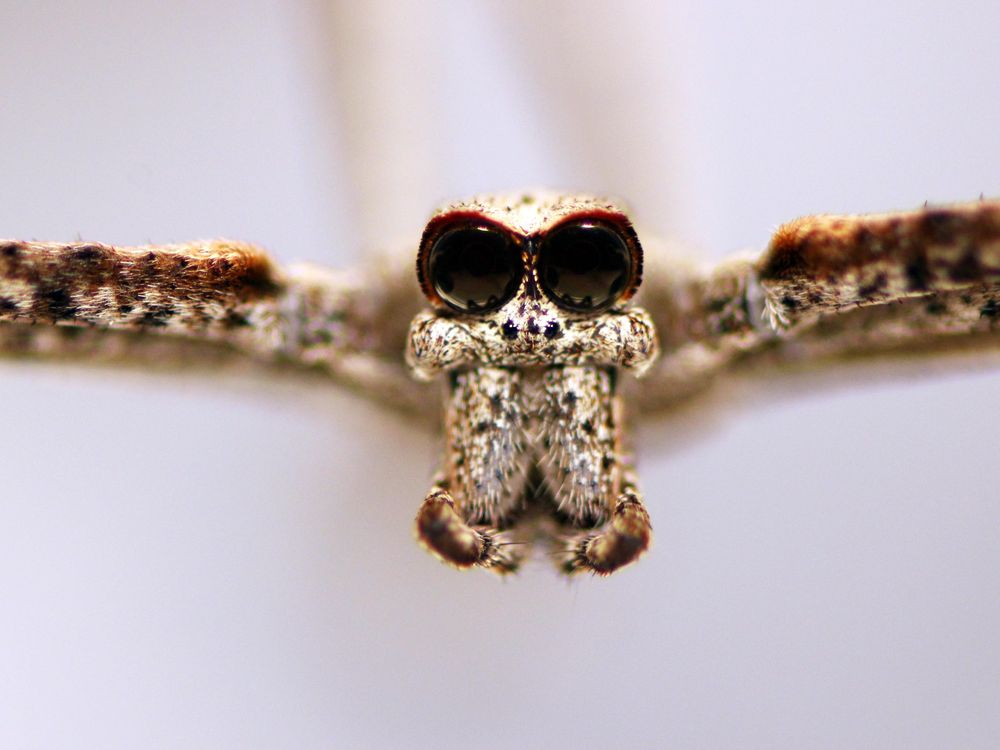 A close up of an ogre-faced spider's face, with large eyes and mandibles