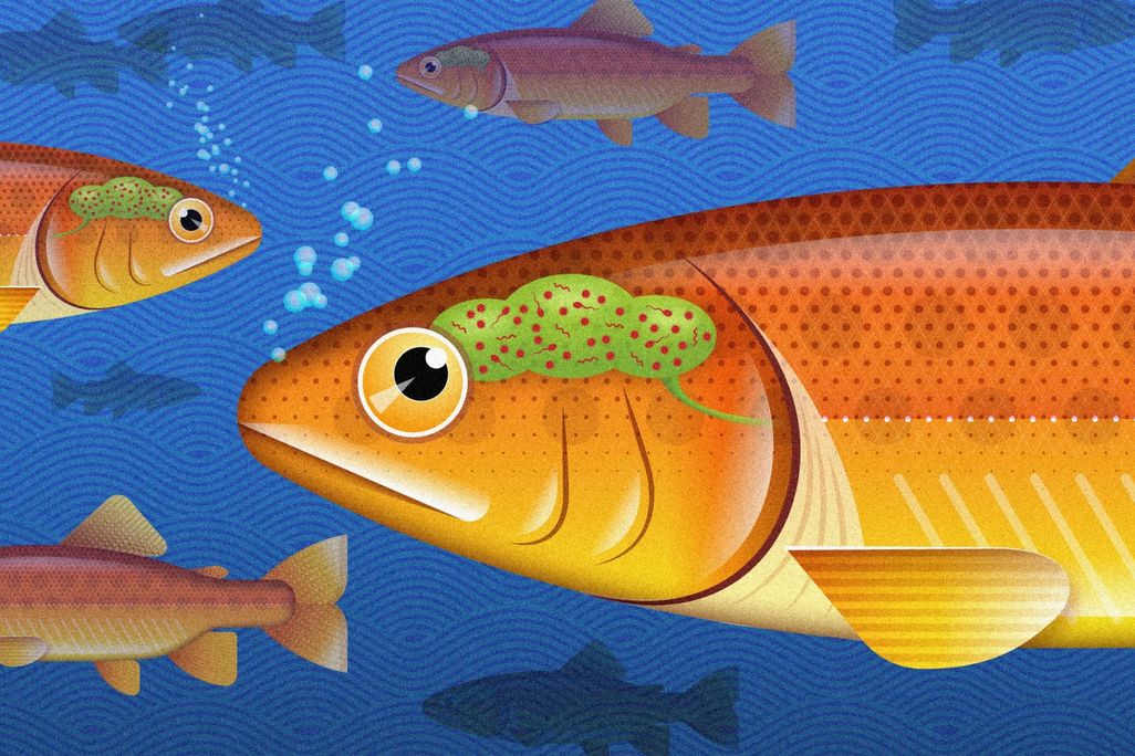 Fish Brain Illustration