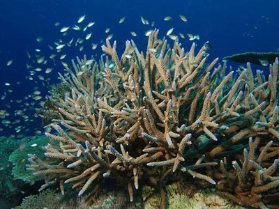 Staghorn coral is listed as threatened under the U.S. Endangered Species Act. NOAA Fisheries has proposed it be reclassified as endangered.