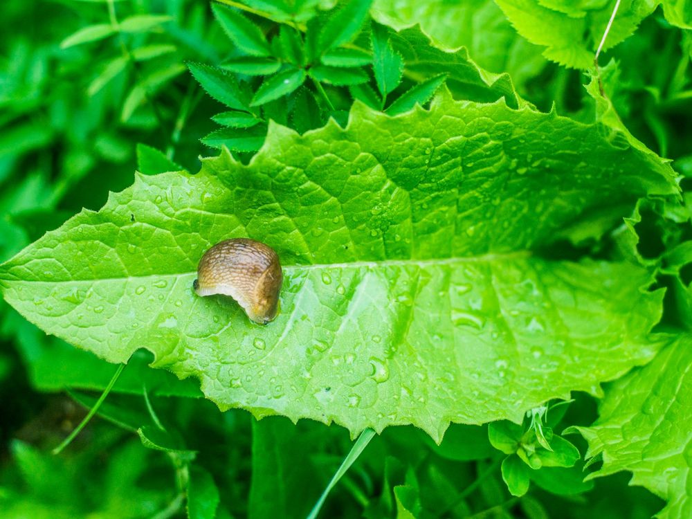 These Worms Hitchhike in the Belly of Slugs To Get Around