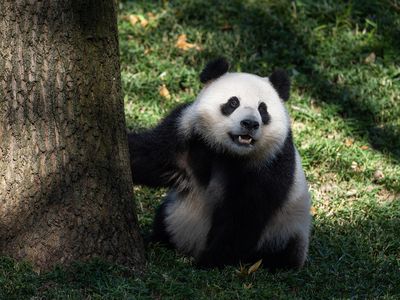 Giant panda Qing Bao investigates a tree in her habitat at the Zoo’s Asia Trail. Keepers take introductions at a slow pace so the animals feel comfortable.
