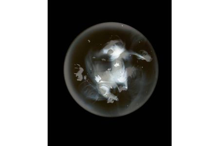 White plastic horse, 3. Plamacina retroversta ic. III. Specimen collected from Cobh shoreline, Cove of Cork, Ireland