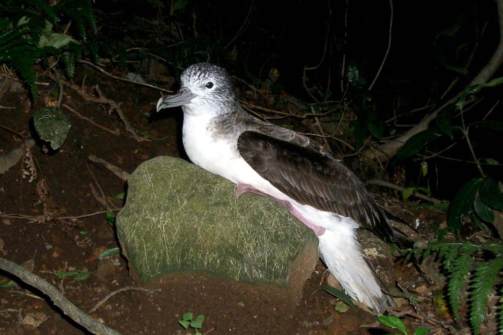 White and black bird on a rock