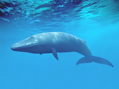 The blue whale is the biggest animal on the planet - and would have massively outsized the ocean's largest species 500 million years ago.