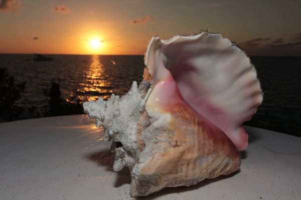 Conch Shell Centerpiece at Sunset, Coolimae's Restaurant, Berry Islands thumbnail