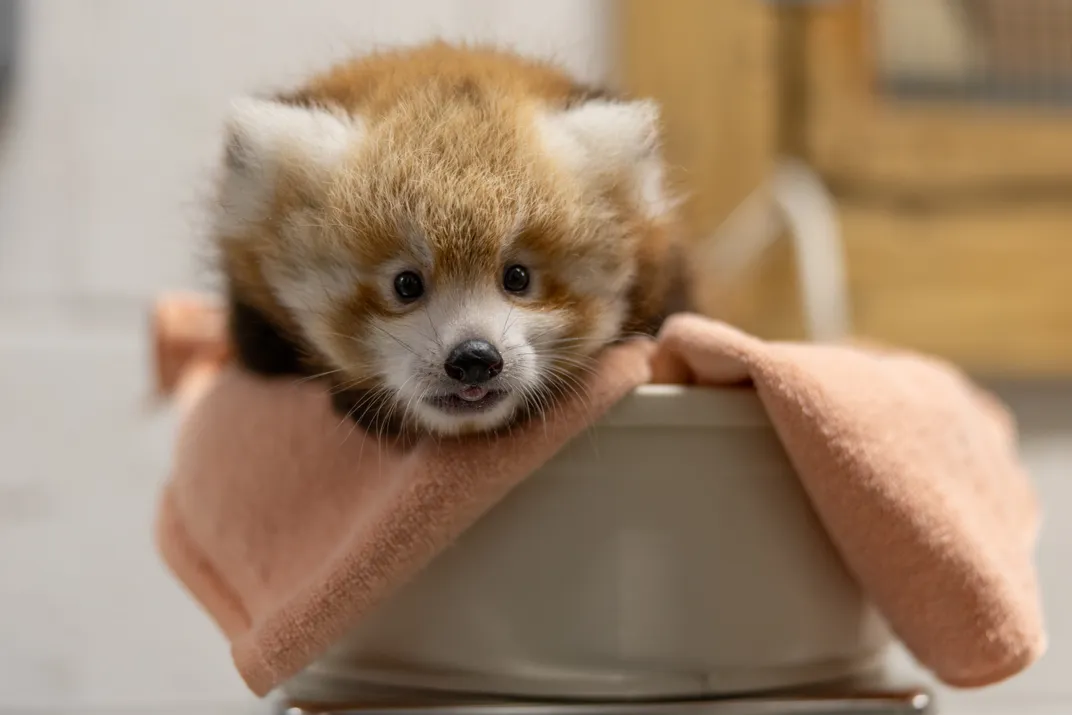 a red panda cub in a small bowl with a blanket