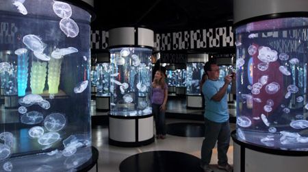 "The Jellies Experience" is at the Monterey Bay Aquarium through September 2014