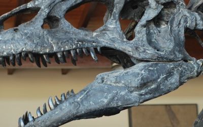 Even familiar dinosaurs, such as this Allosaurus at Utah's Cleveland-Lloyd Dinosaur Quarry, still raise many questions about dinosaur biology.