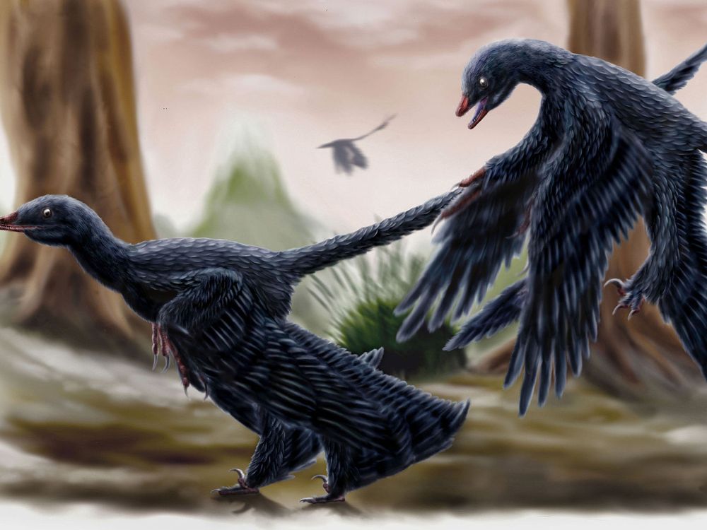 Microraptors