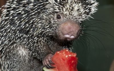 Come see animals like this porcupine at mealtime.