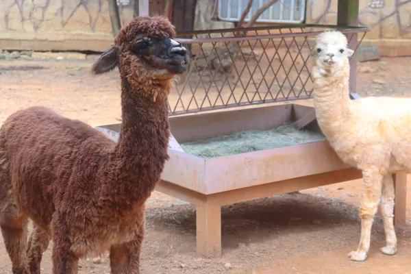 Vicugna Pacos and Alpaca thumbnail