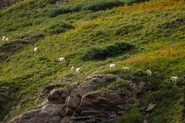 A garland of mountain goats thumbnail