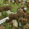 Danish Biologists Cultivate Morel Mushrooms Year-Round With New Indoor Technique icon