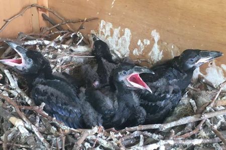 All four chicks are growing quickly, quadrupling in size from around 8 centimeters tall at birth to more than 30 centimeters last week