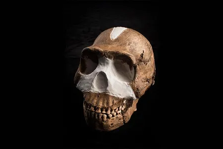 Meet Homo naledi, the newest member of the human family tree.