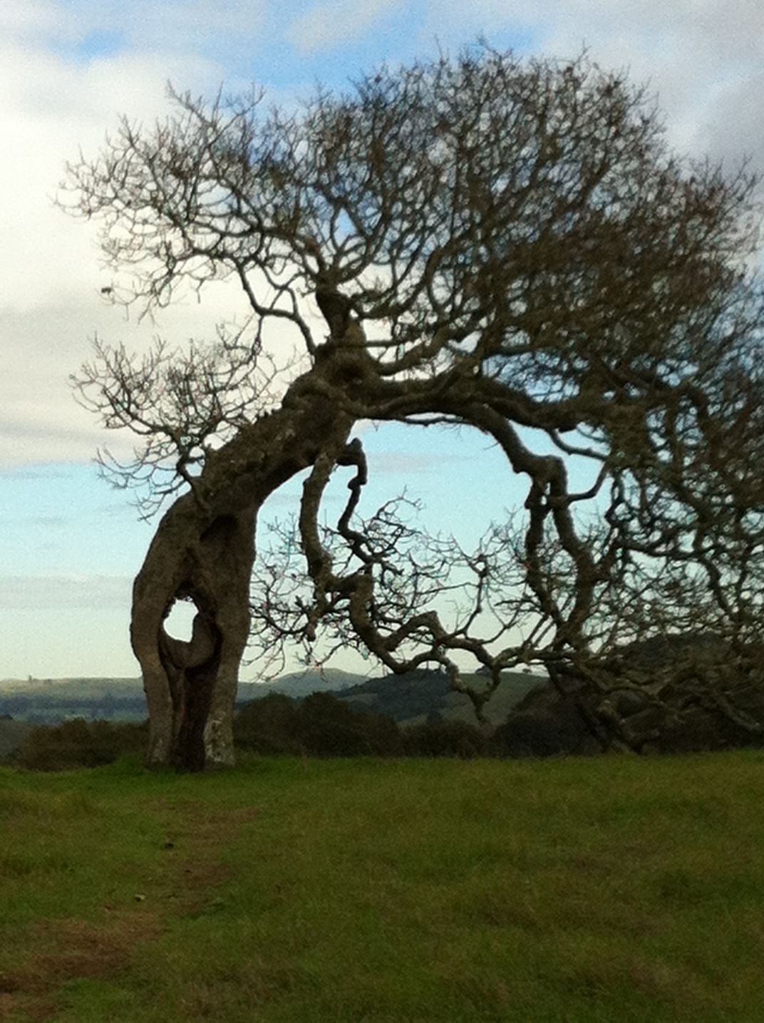 Poetry tree | Smithsonian Photo Contest | Smithsonian Magazine