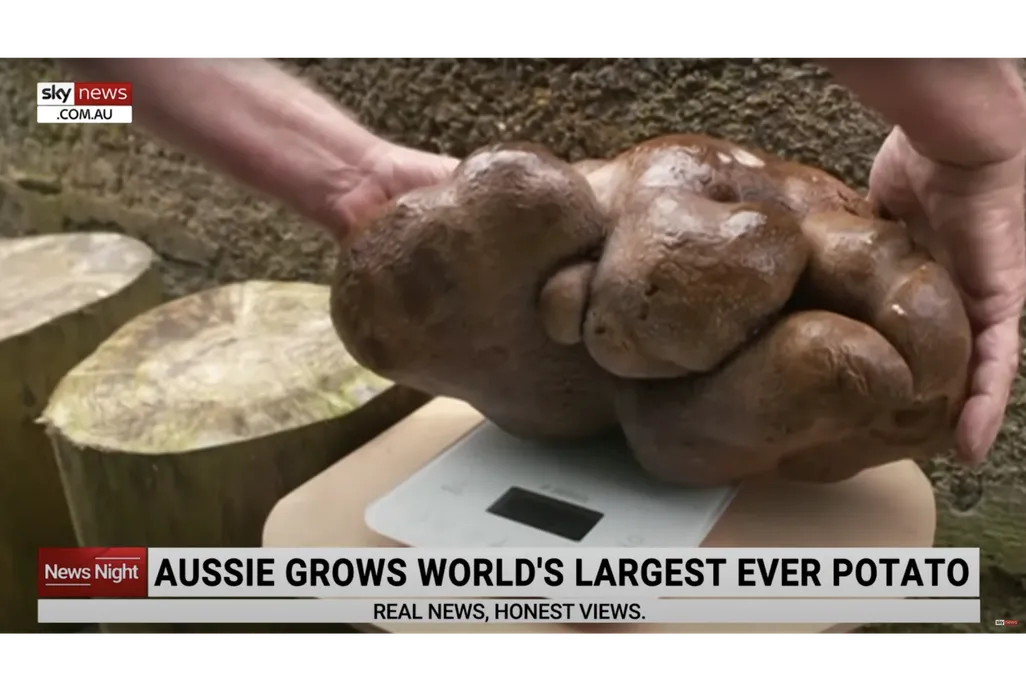 Doug the Ugly Potato via Sky News