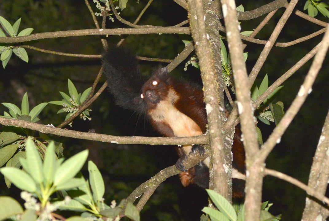 New Species of Giant Flying Squirrel Discovered in China | Smart News|  Smithsonian Magazine