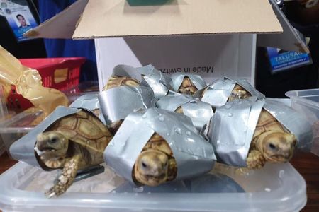 Turtles, bound in duct-tape, that were discovered in luggage at Manila's Ninoy Aquino international airport. 