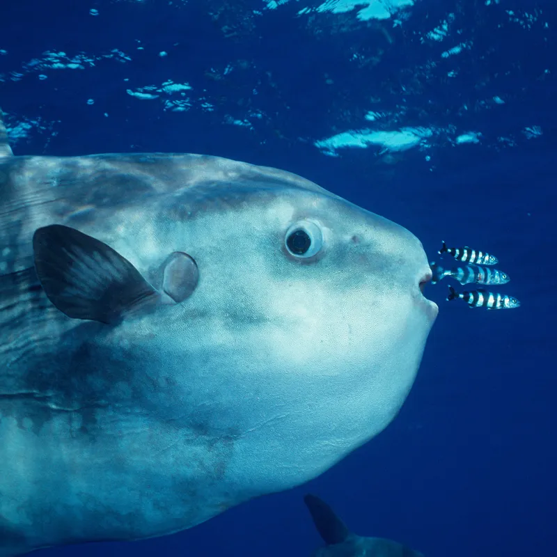 Goofy Looking Ocean Sunfish Are Actually Active Swimmers and
