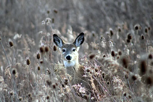 A whitetail deer almost hidden in the brush thumbnail