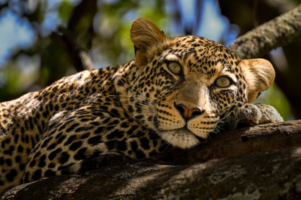 Leopard on a tree - Serengeti National Park thumbnail
