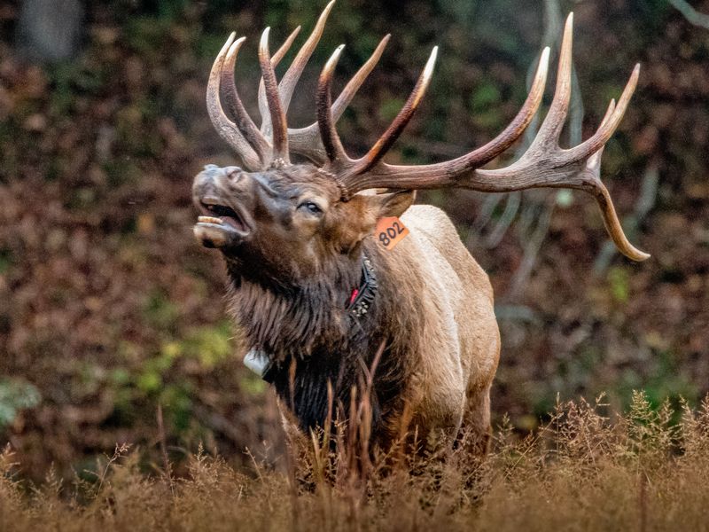 Rutting season! Smithsonian Photo Contest Smithsonian Magazine