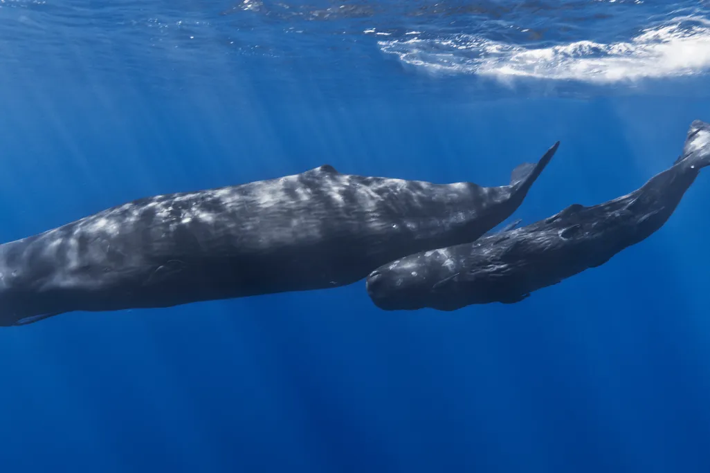 Sperm whales