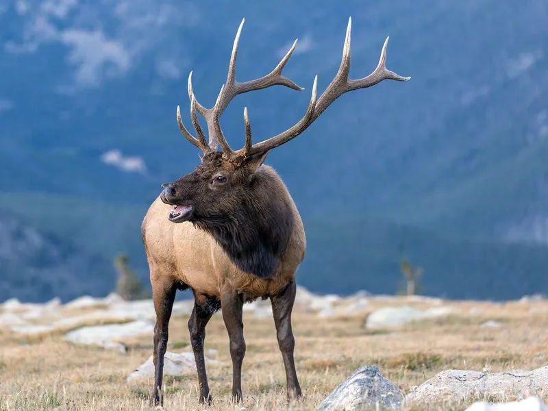 Bull Elk in Rocky Mountain National Park | Smithsonian Photo Contest ...