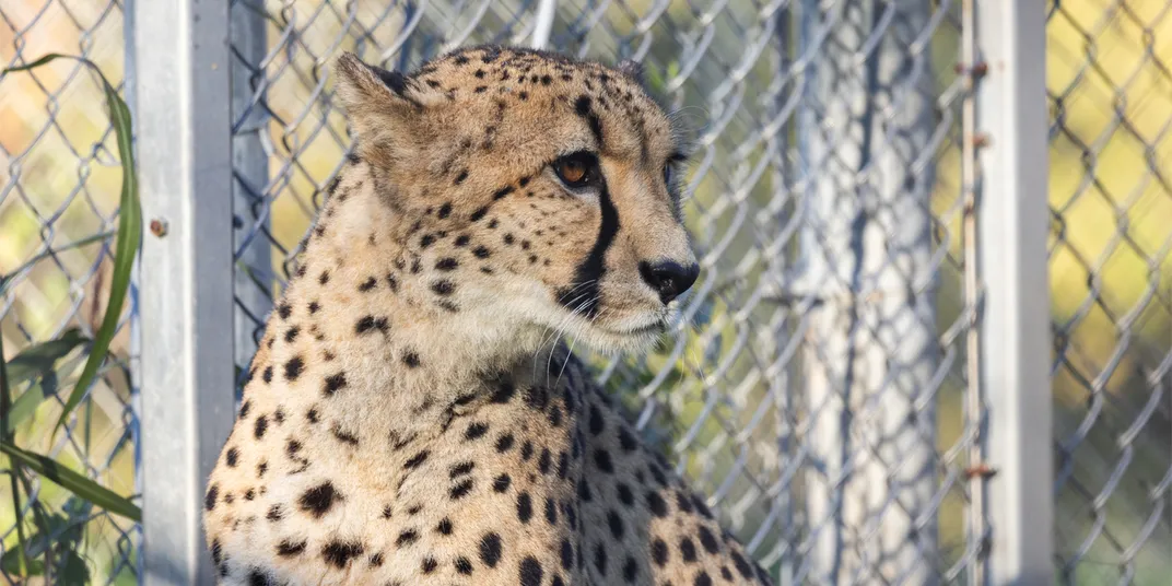 Profile of a male cheetah in front of metal fencing.