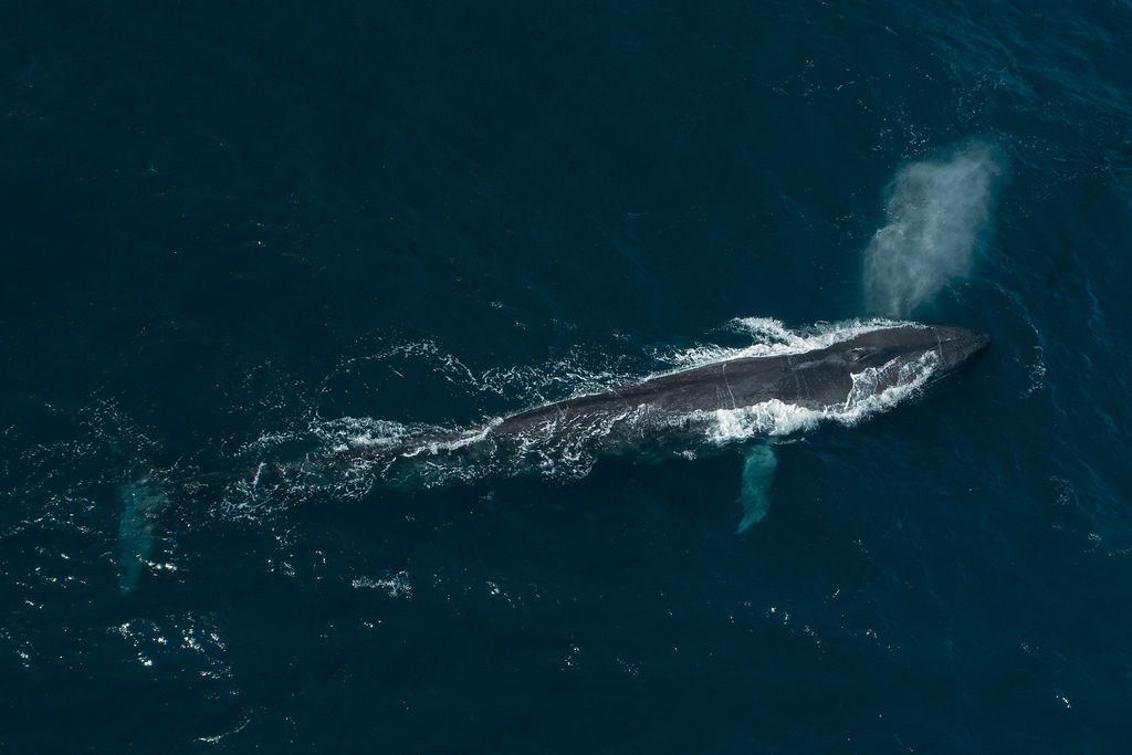 A blue whale surfaces from the dark blue waters of the Pacific Ocean. It spouts water from its blowhole, creating a gray, misty cloud above its head.